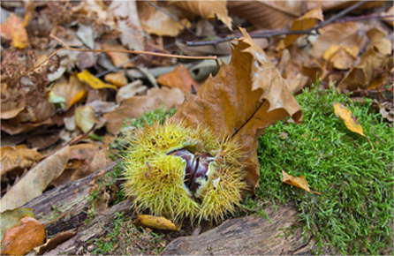 骚扰短信呼叫软件